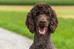 dog, poodle, king poodle