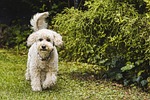 dog, poodle, animal