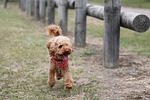 poodle, toy poodle, dog