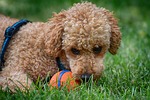 poodle, nature, dog